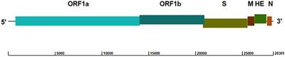 Porcine Torovirus (PToV)—A Brief Review of Etiology, Diagnostic Assays and Current Epidemiology